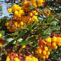 Berberis darwinii fleur